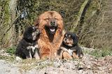 DOGUE DU TIBET 505